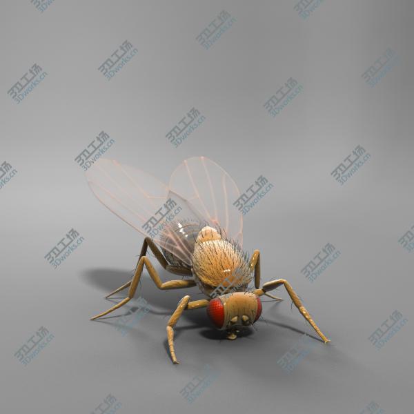 images/goods_img/2021040163/Drosophila Melanogaster 'Fruit Fly'/5.jpg